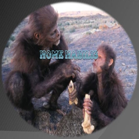 Home habilis