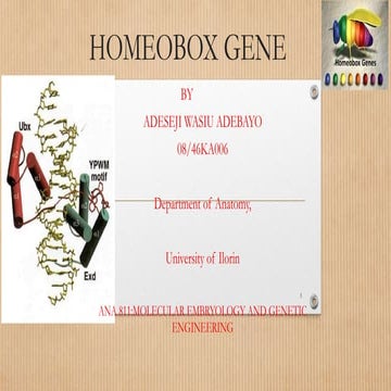 Homeobox genes