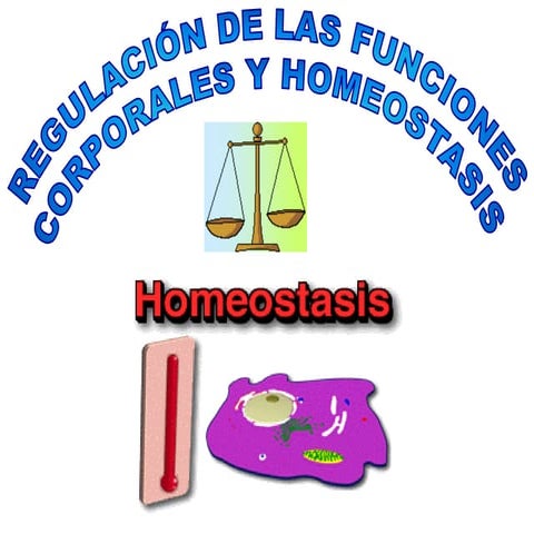 Homeostásis