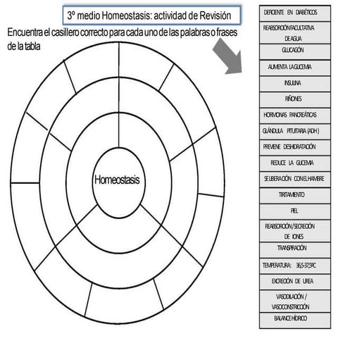 Homeostasis: actividad de revisión