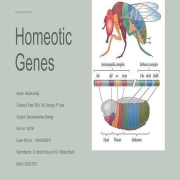 Homeotic genes