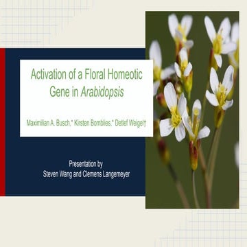 homeotic plant activation of a floral homeotic gene.pptx