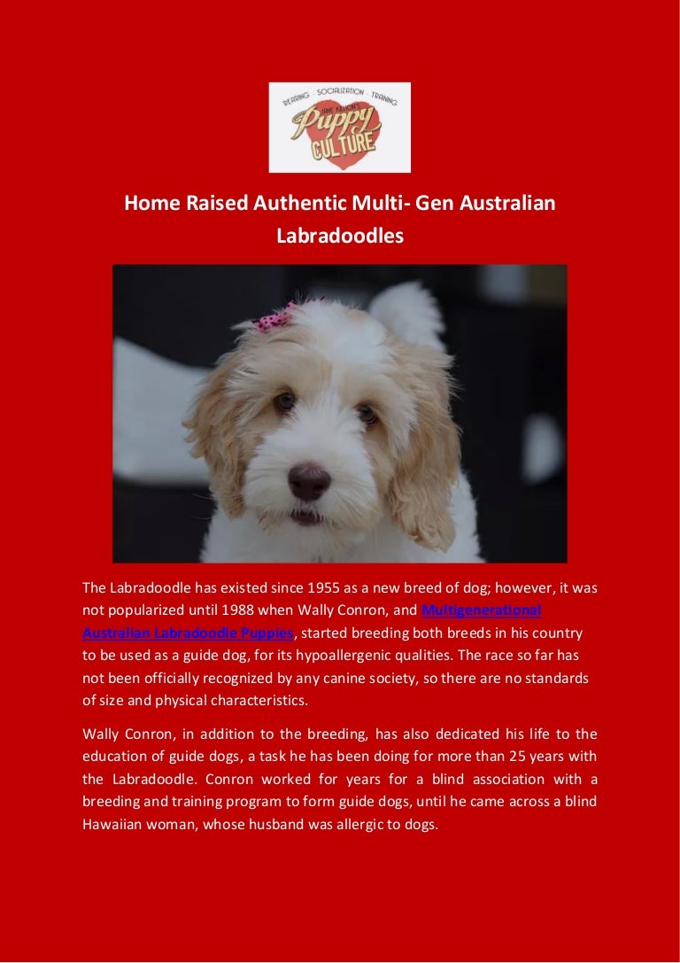 home raised labradoodles