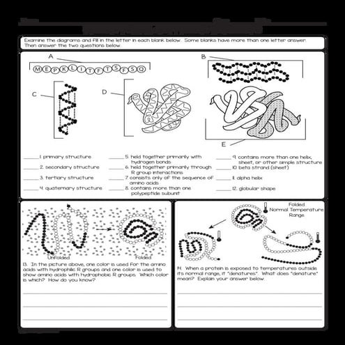 homework protein.pdf