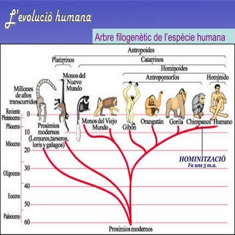 Hominització