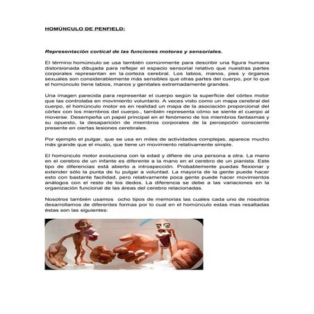 Unidad III y IV anatomia cerebral | PPTX