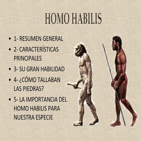 Homo Habilis-