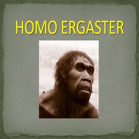 Homo ergaster | PPT