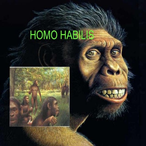 Homo Habilis 1 | PPT