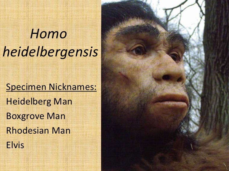Homo Heidelbergensis