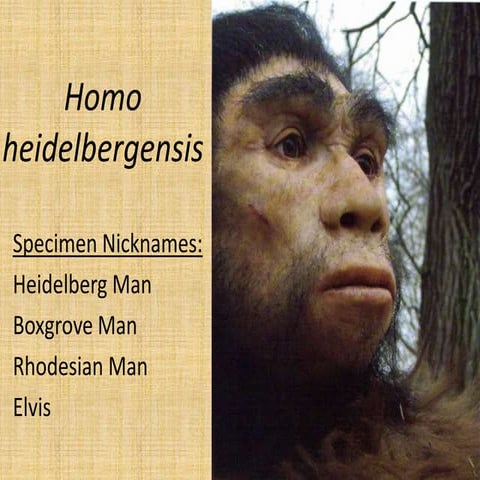 Homo heidelbergensis