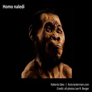 Homo naledi: slideshow