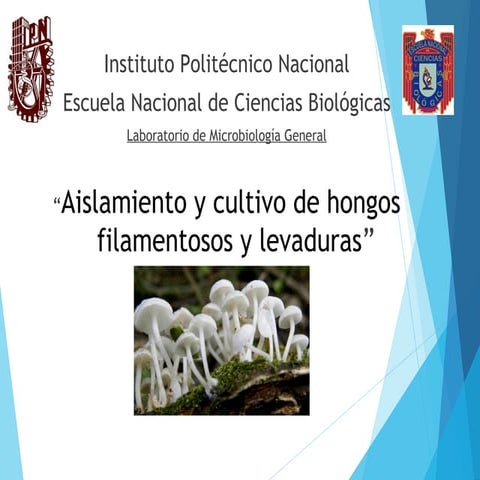 aislamiento y cultivo de Hongos filamentosos y levaduras | PPT