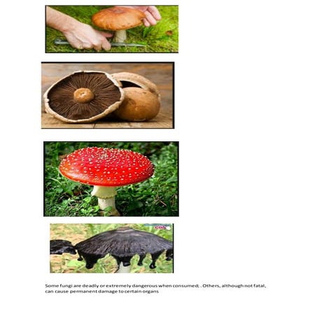 Hongos Comestibles Pdf