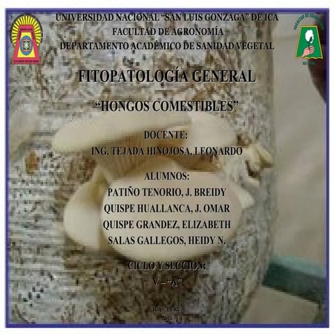 Hongos Comestibles - Fac. Agronomia (UNSLG - ICA - PERU)