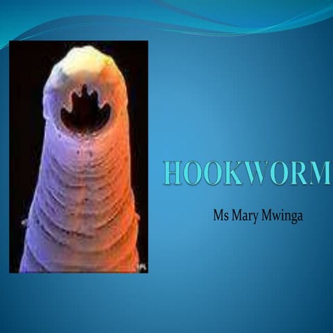 Hookworm