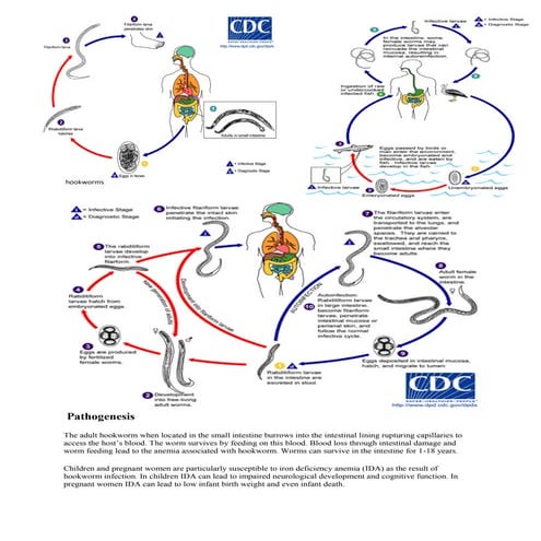 Hookworms