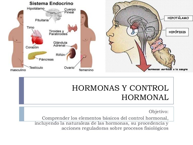 Diagrama Que Explica El Control Hormonal Hormonas, Imagen
