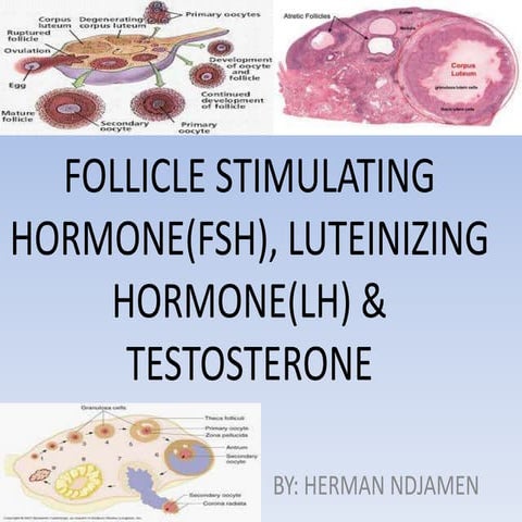 FSH, LH & Testosterone