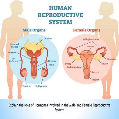 Reproductive System.pptx