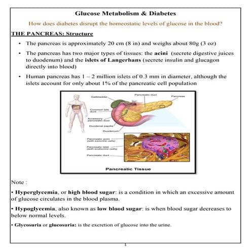 Glucose Metabolism and Diabetes | PDF