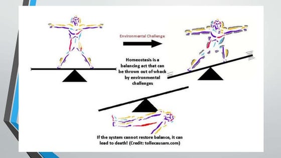 Insect Muscular System | PPTX | Biological Sciences | Science
