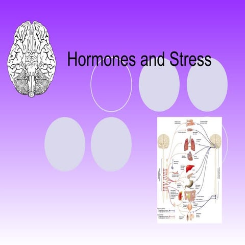 Hormones and Stress