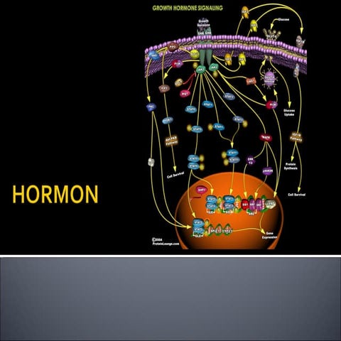 Hormone's lecture