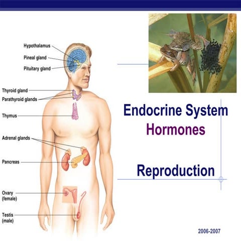Reproductive and endocrine systems | PPTX