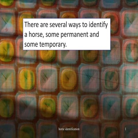 horse-identification.                pdf