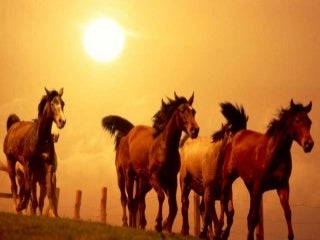 Horses