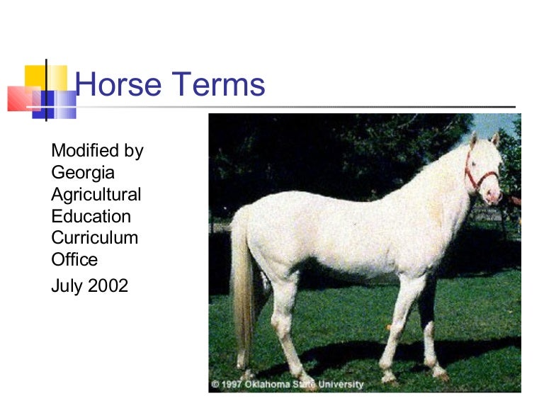 Horse terms