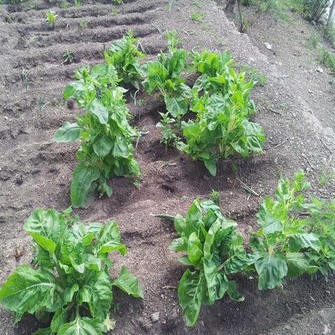 HORT DEFINITION AND MEANING visual data 8