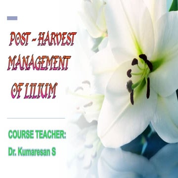 Post harvest management of lilly