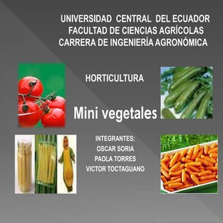 Horticultura mini vegetales trabajo