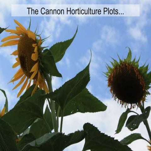 Cannon Organic Horticulture Project