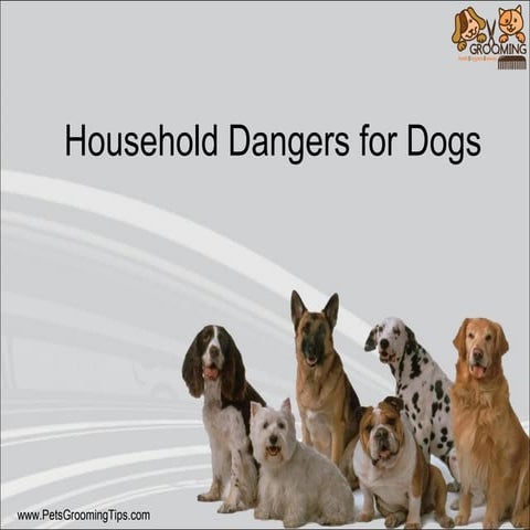 Image showcasing Household dangers for dogs | PPT