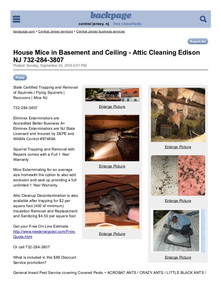 House mice in basement and ceiling attic cleaning edison ...
