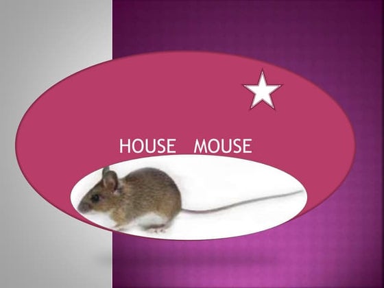 House mouse