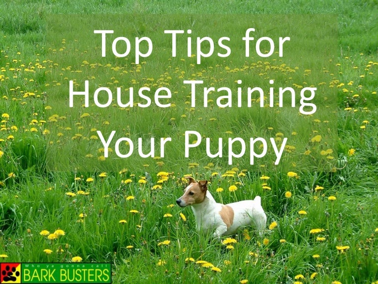 Top Tips for House Training Your Puppy