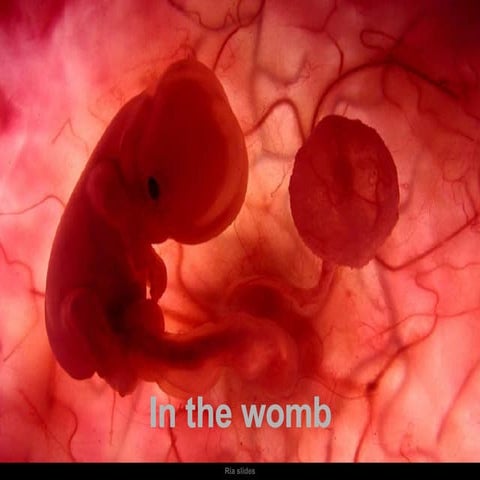 How A Baby Grows In The Mothers Womb