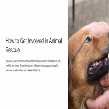 Hampton Luzak shares How to Get Involved in Animal Rescue