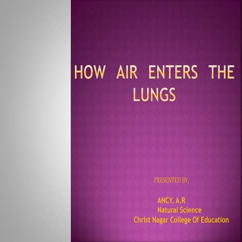 How air enters the lungs