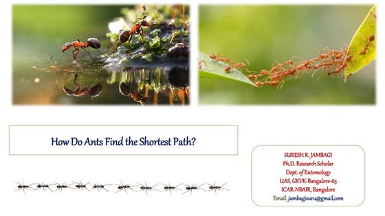 Insect abdomen and its appendages | PPT