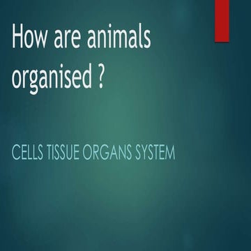 How are animals organised 