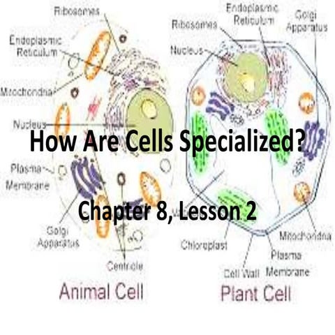 How are cells_specialized_chapter_8_lesson_2