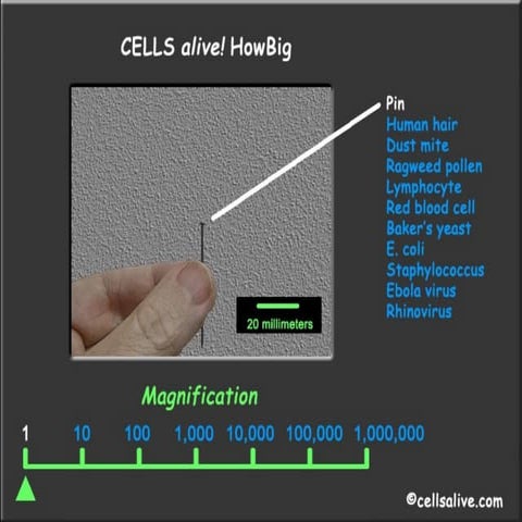 Magnification Scale: From Everyday Objects to Microscopic Organisms | PPT