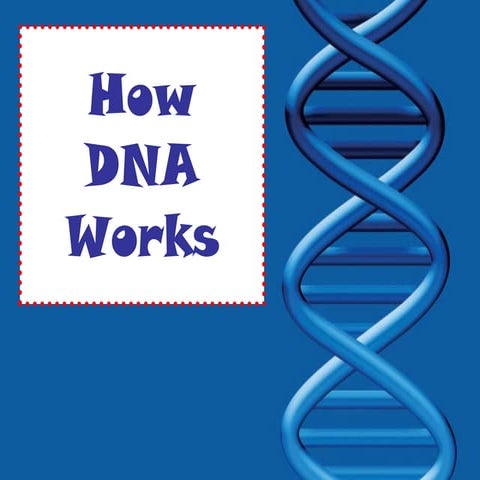 How DNA Works Notes
