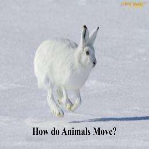 How do animals move?