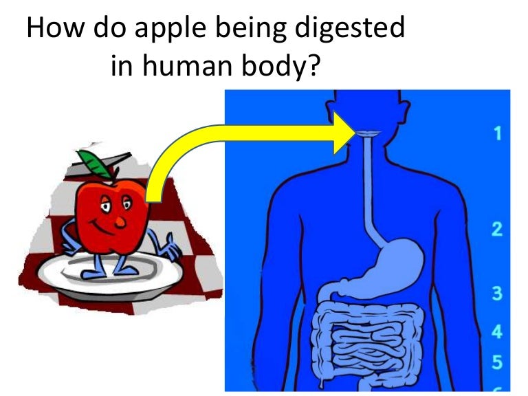 How do apple being digested in human body